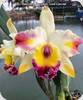 Rlc. Amazing Bangkok God Canvas